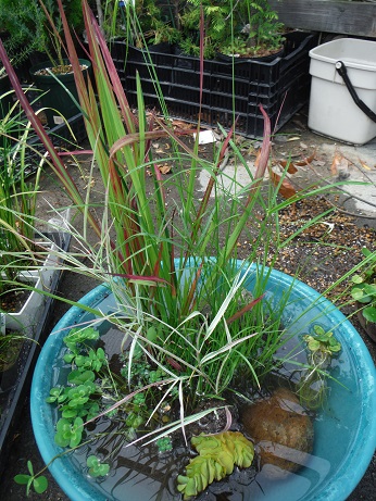 20140712水辺の寄せ植え