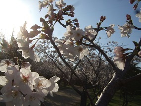 20150403さくら　太陽