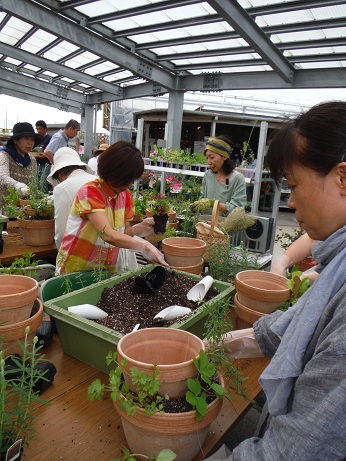 20150530ハーブ寄せ植え