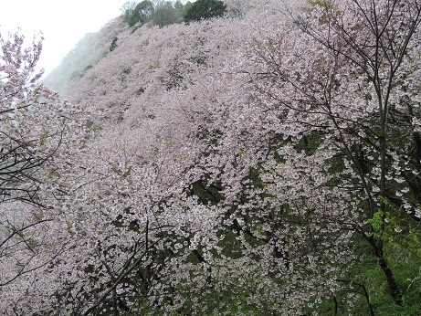 20160406やおよろず