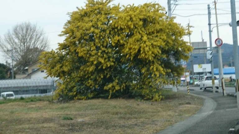 20170318 みもざ